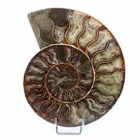 Polerad ammonit från Madagaskar