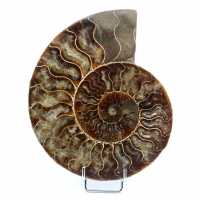 Polerad ammonitfossil