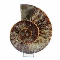 Naturlig ammonit från Madagaskar