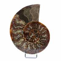 Fossil ammonit från Madagaskar