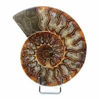 Naturlig ammonit från Madagaskar