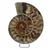 Fossil naturlig ammonit