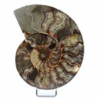 Polerad fossiliserad ammonit