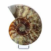 fossiliserad ammonit
