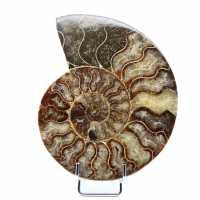 Naturlig polerad ammonit från Madagaskar