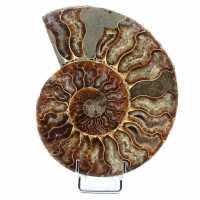 Polerad fossil ammonit från Madagaskar
