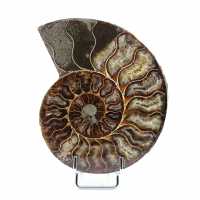 Polerad sågad ammonit