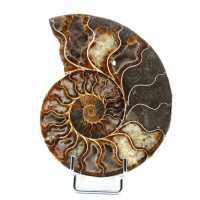 Ammonit från Madagaskar