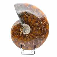 Skadad hel ammonit