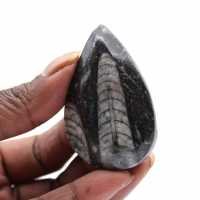 Polerade fossila Orthoceras