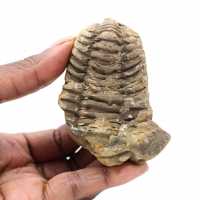 Fossil trilobit från Marocko