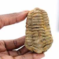 Rå trilobit från Marocko