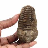 Trilobit