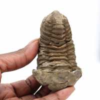 Trilobit