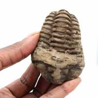 Trilobit fossil