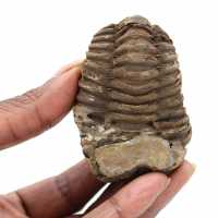 Fossil trilobite Marocko
