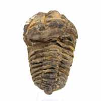 Fossil trilobit från Marocko