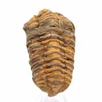 Trilobit fossil