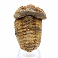 Trilobit