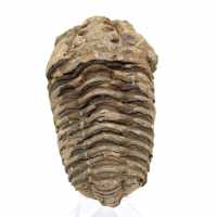 Rå fossil trilobit