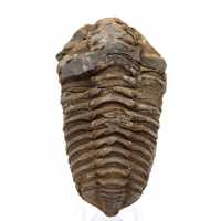 Trilobite fossil Marocko