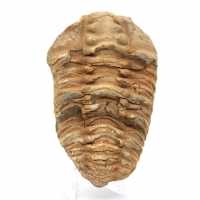 Fossil trilobite Marocko