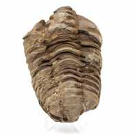 Fossil trilobit