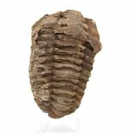 Rå fossil trilobit