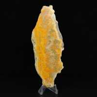 Indonesisk humlajaspis: ett utställningsobjekt