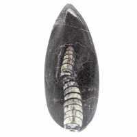 Orthoceras-fossil