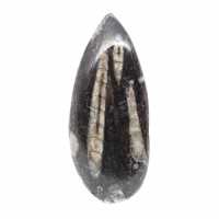 Fossila Orthoceras från Marocko