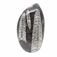 Orthoceras-fossil