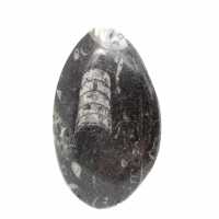 Fossila Orthoceras från Marocko