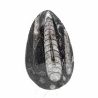 Fossila Orthoceras från Marocko