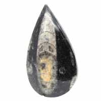 Orthoceras-fossil