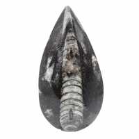 Fossila Orthoceras från Marocko