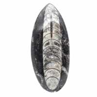 Fossila Orthoceras från Marocko