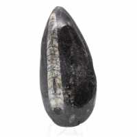 Orthoceras-fossil