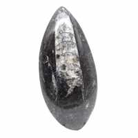 Fossila Orthoceras från Marocko