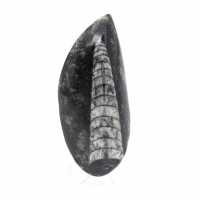 Orthoceras-fossil