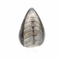 Fossila Orthoceras från Marocko