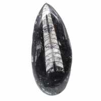 Fossila Orthoceras från Marocko