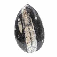 Fossila Orthoceras från Marocko