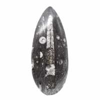 Orthoceras-fossil