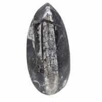 Fossila Orthoceras från Marocko
