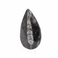 Orthoceras-fossil