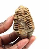Fossil trilobit