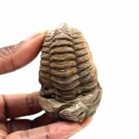 Fossil trilobit