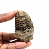 Fossil trilobit