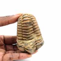 Fossil trilobit